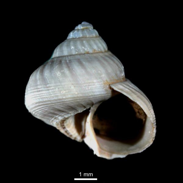 Solariella varicosa Solariella varicosa
