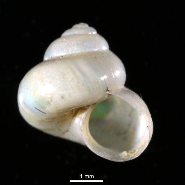 Margarites vahlii Margarites vahlii