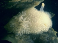 Acanthodoris pilosa (Abildgaard in O F Mler, 1789 )