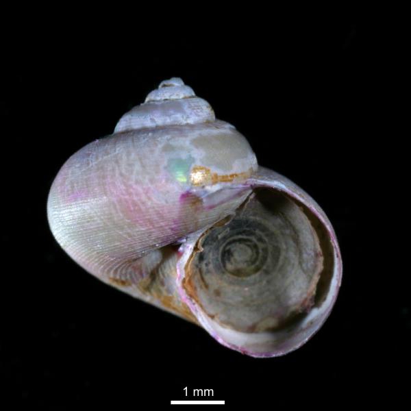 Margarites olivaceus Margarites olivaceus