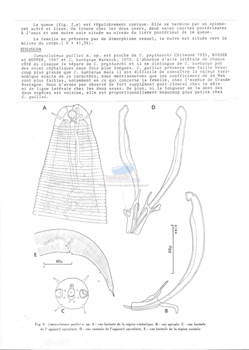 Camacolaimus guillei