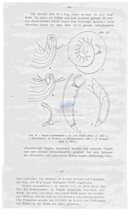 Dagda asymmetrica