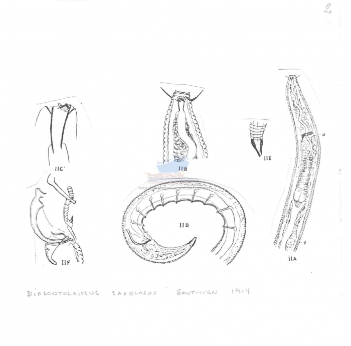 Diodontolaimus sabulosus