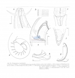 Diodontolaimus tenuispiculum