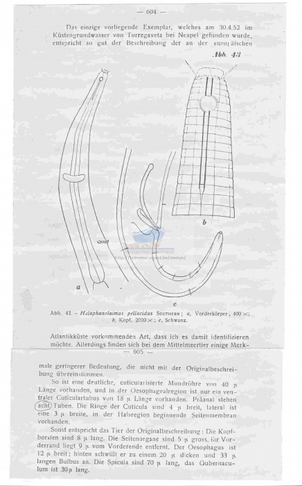 Halaphanolaimus pellucidus