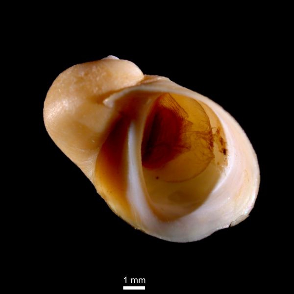 Lacuna pallidula Lacuna pallidula
