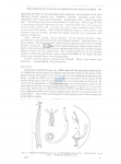 Nematode file-library of the Marine Biology Section (Ghent University, Belgium)