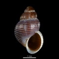 Mollusca (molluscs)