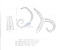 Nematoda (roundworms)