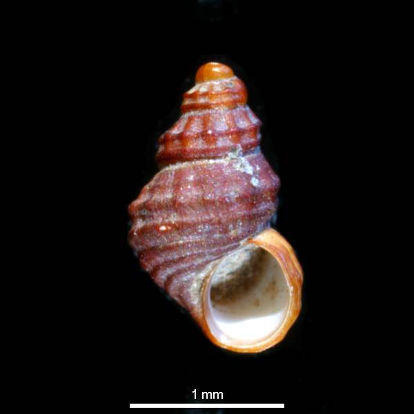 Frigidoalvania cruenta Frigidoalvania cruenta