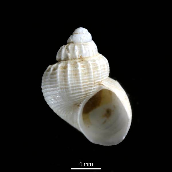 Alvania wyvillethomsoni Alvania wyvillethomsoni