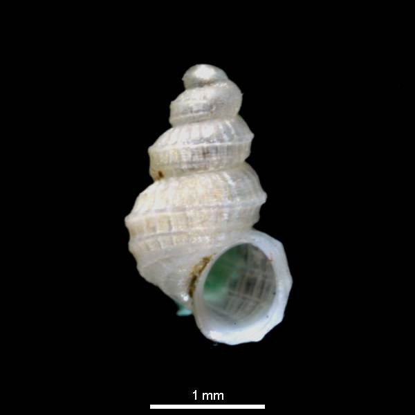 Alvania scrobiculata Alvania scrobiculata