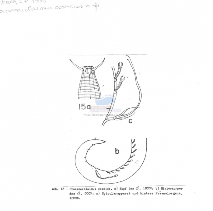 Procamacolaimus cosmius