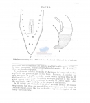 Haliplectus wheeleri