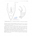 Nematoda (roundworms)