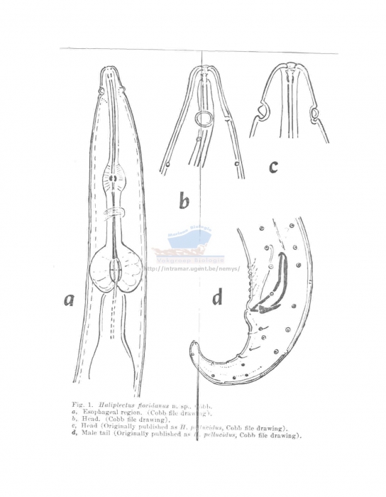 Haliplectus floridanus