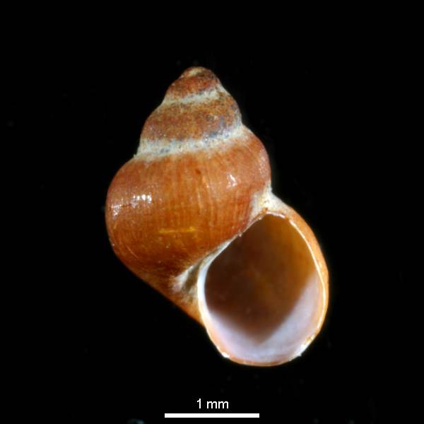 Elachisina globuloides Elachisina globuloides