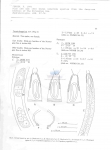 Nematode file-library of the Marine Biology Section (Ghent University, Belgium)