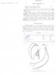 Nematode file-library of the Marine Biology Section (Ghent University, Belgium)