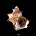 Mollusca (molluscs)