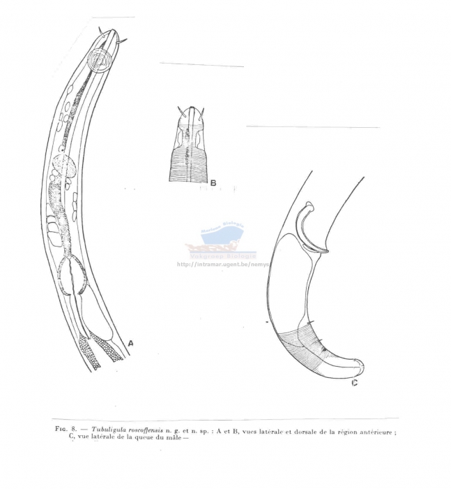 Aegialoalaimus elegans