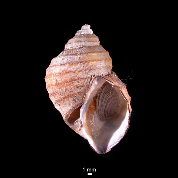 Trichotropis kroeyeri Trichotropis kroeyeri