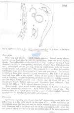 Cyartonema elegans