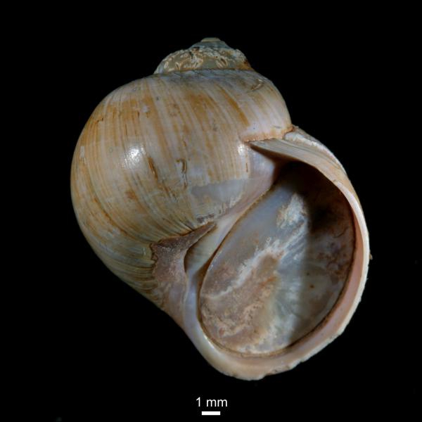 Cryptonatica affinis Cryptonatica affinis