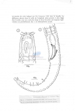 Ceramonema chitwoodi