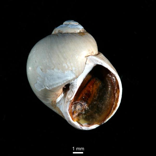 Euspira pallida Euspira pallida
