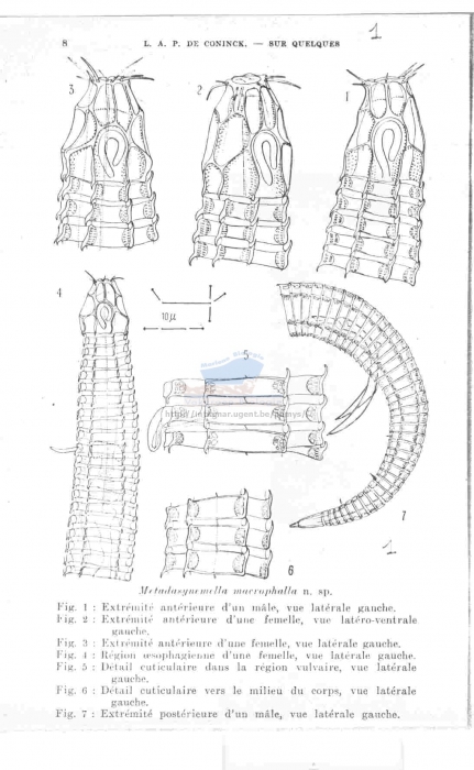 Metadasynemella macrophalla