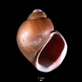 Mollusca (molluscs)