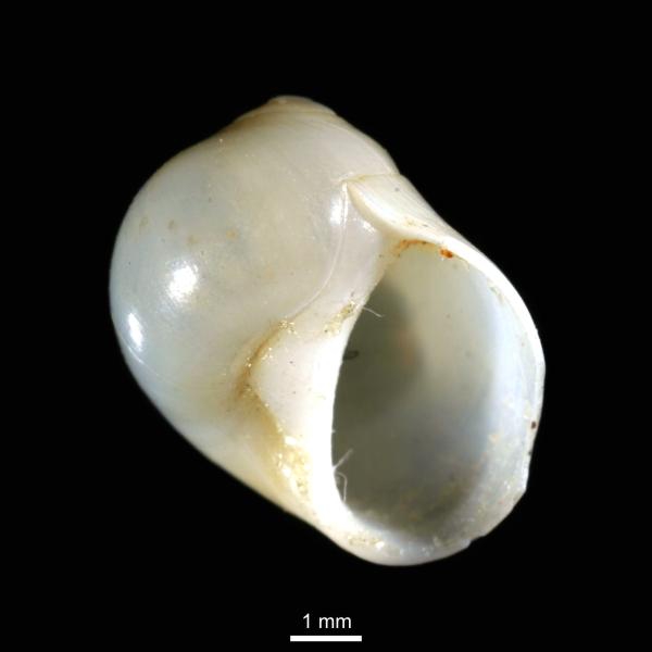 Pseudopolinices nanus Pseudopolinices nanus