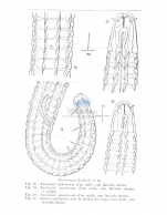 Pselionema richardi