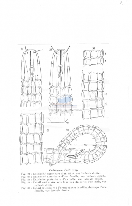 Pselionema simile