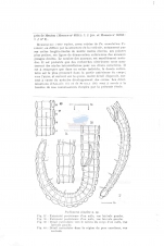 Pselionema simplex