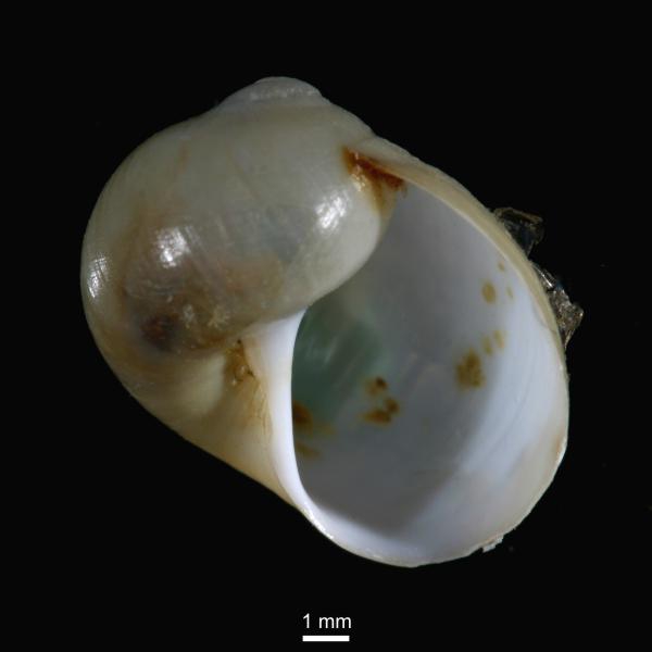 Bulbus smithii Bulbus smithii