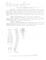 Pterygonema ornatum