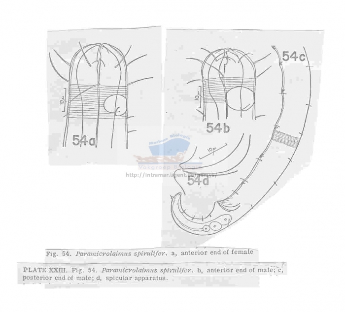 Paramicrolaimus spirulifer