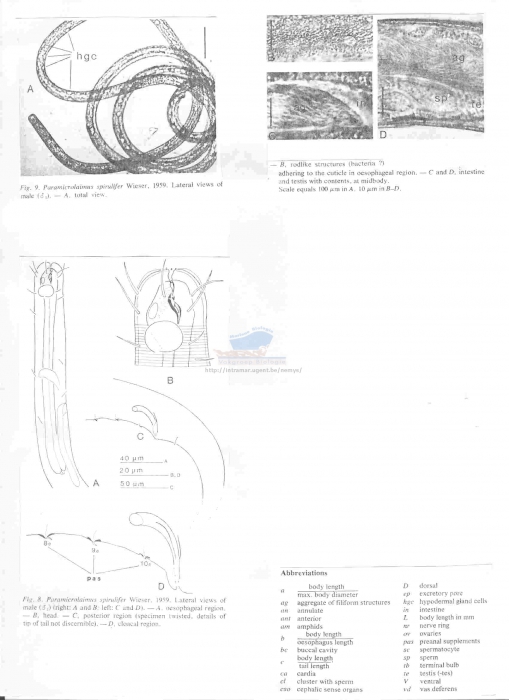 Paramicrolaimus spirulifer