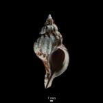 Caenogastropoda