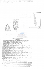 Calligyrus stokesi