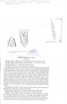 Nematode file-library of the Marine Biology Section (Ghent University, Belgium)