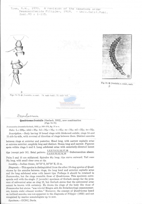 Desmolorenzenia frontalis