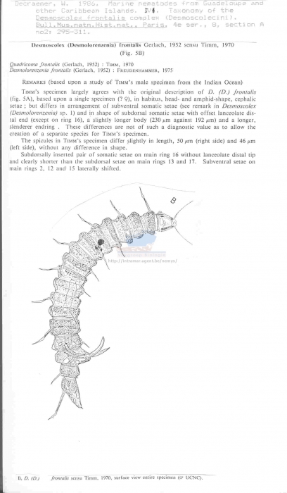 Desmolorenzenia frontalis