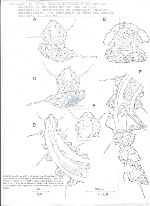 Desmoscolex gerlachi