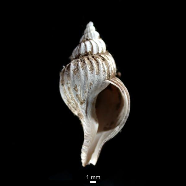 Boreotrophon truncatus Boreotrophon truncatus
