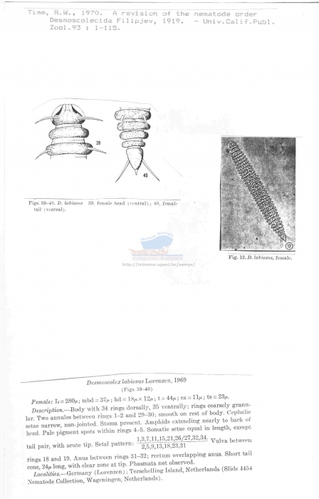 Desmoscolex labiosus