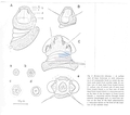 Nematoda (roundworms)