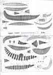 Desmoscolex chaetogaster